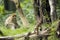 Barbary Macaque with Baby