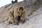 A Barbary macaque with baby