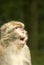 Barbary Macaque communicating