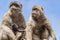 Barbary macaque couple with juvenile in Gibraltar