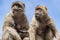 Barbary macaque couple with young in Gibraltar