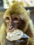 Barbary macaque eating bread