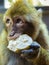 Barbary macaque eating bread