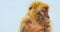 Barbary macaque, endemic animal