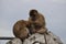 Barbary macaque family living at Gibraltar. Two young monkeys grooming each other