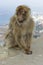 Barbary Macaque at Gibraltar