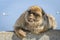 Barbary macaque in Gibraltar