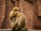 Barbary macaque grooming