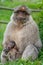 Barbary macaque with its baby