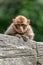 Barbary Macaque lies lazily on a stone