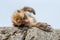 Barbary Macaque lies lazily on a stone in the sun on its back