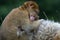 Barbary Macaque (Macaca Sylvanus)