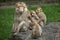 Barbary macaque Macaca sylvanus