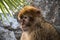 Barbary macaque - Macaca sylvanus also Barbary ape or magot, found in the Atlas Mountains of Algeria and Morocco along with a