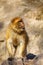 The Barbary macaque Macaca sylvanus, also known as Barbary ape or magot,portait of the adult monkey