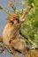 Barbary Macaque - Macaca sylvanus on the tree in Gibraltar rock