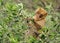 Barbary Macaque - Macaca sylvanus on the tree in Gibraltar rock