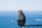 Barbary macaque magot sits on railing. Strait of Gibraltar in the background. Upper Rock area of the Gibraltar Nature Reserve, B