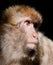 Barbary Macaque monkey