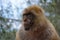 Barbary Macaque Monkey