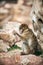 Barbary Macaque monkey, Close up