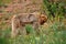 Barbary macaque monkey exploring