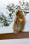 Barbary macaque monkey in Gibraltar