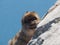 Barbary macaque or monkey of Gibralter, Macaca sylvanus