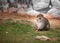 Barbary Macaque monkey, sitting, Close up