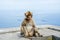 Barbary Macaque monkey with two cargo ships in the background