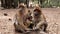 Barbary macaque monkeys in the cedar forest in Azrou, Morocco.