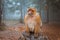 Barbary Macaque Monkeys sitting on ground in Atlas forests of Morocco, Africa
