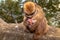 A Barbary macaque with new born baby.