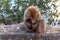 A Barbary macaque with new born baby.