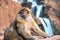 Barbary macaque at the Ouzoud falls in Morocc