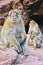Barbary macaque at the Ouzoud falls in Morocc