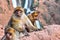 Barbary macaque at the Ouzoud falls in Morocc