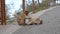 Barbary Macaque playing two individuals in the tourist area of Gibraltar