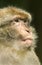 Barbary Macaque Portrait