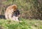 Barbary Macaque sat on grass