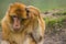 Barbary macaque scratching its head.