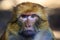 Barbary macaque seen in close up