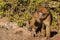 Barbary macaque seen in close up