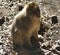 Barbary Macaque by the side of the highway