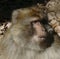 Barbary Macaque by the side of the highway