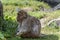 Barbary macaque is silently waiting behind a stone