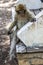 A Barbary macaque sits on a seat in the cedar forest of Azrou in Morocco.