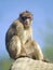 Barbary macaque sitting