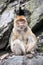 Barbary macaque sitting on a cliff