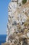 Barbary macaque sitting on the cliff Gibraltar